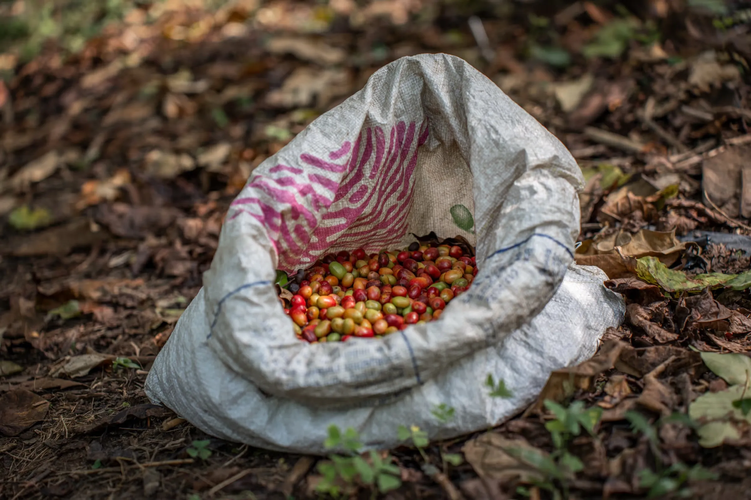 Voller Erntesack mit Kaffeekirschen auf dem Waldboden