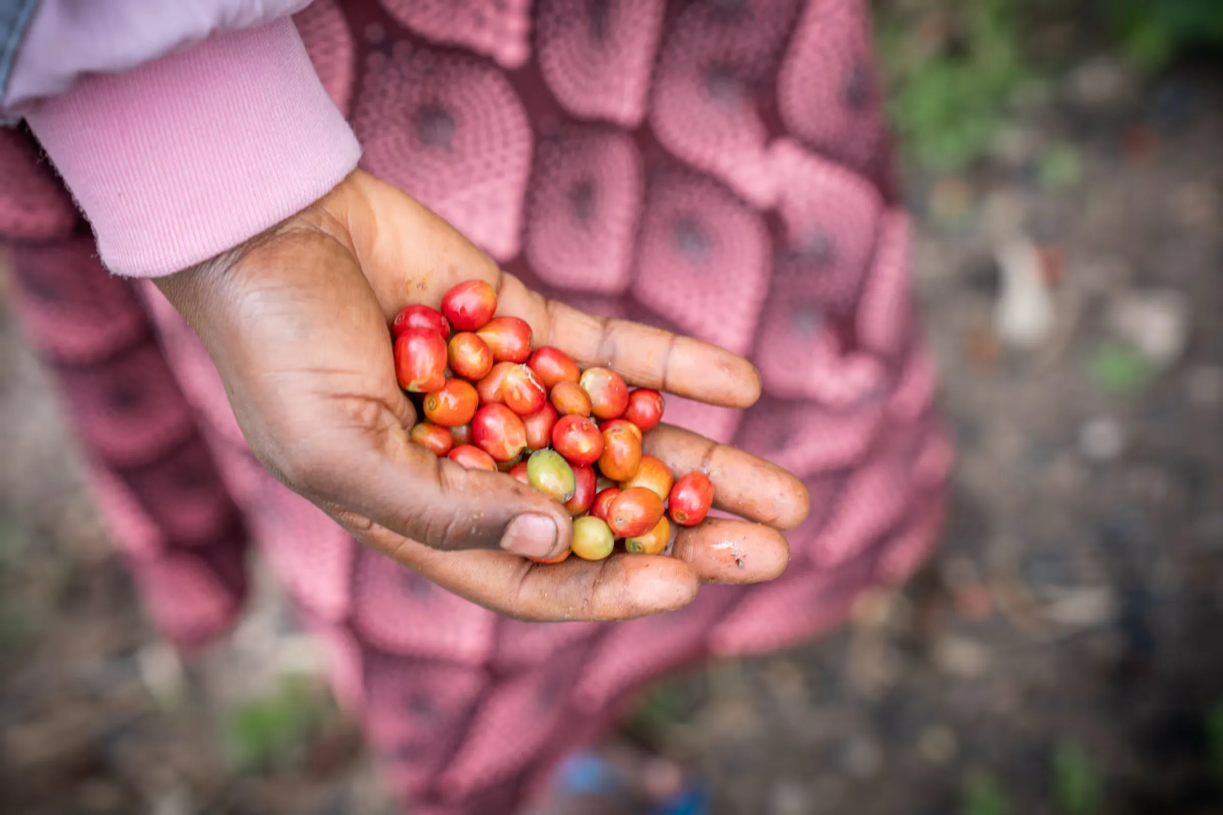Hände halten frisch gepflückte rote Kaffeekirschen