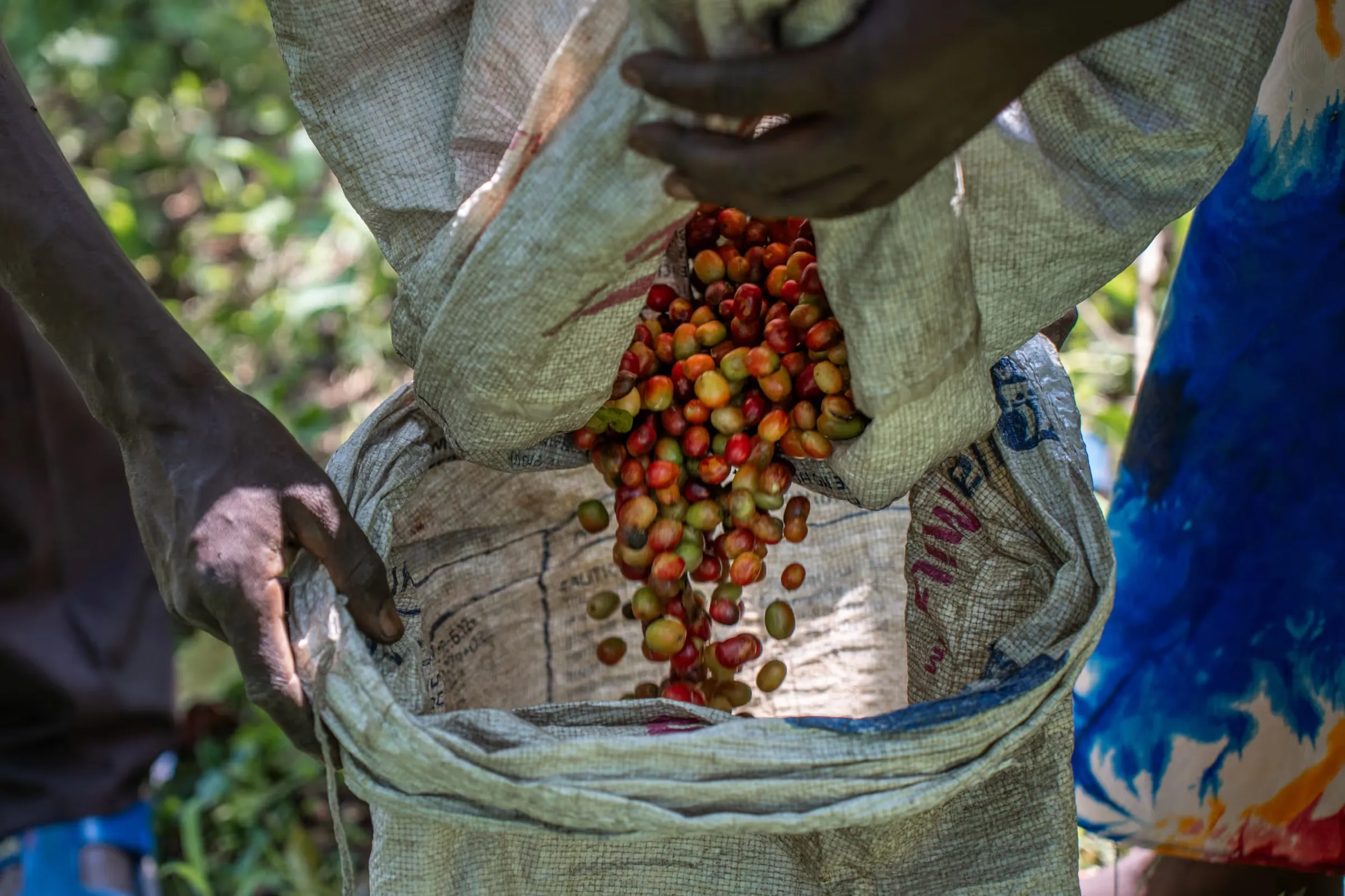 Kaffeekirschen werden in einen Sack geschüttet