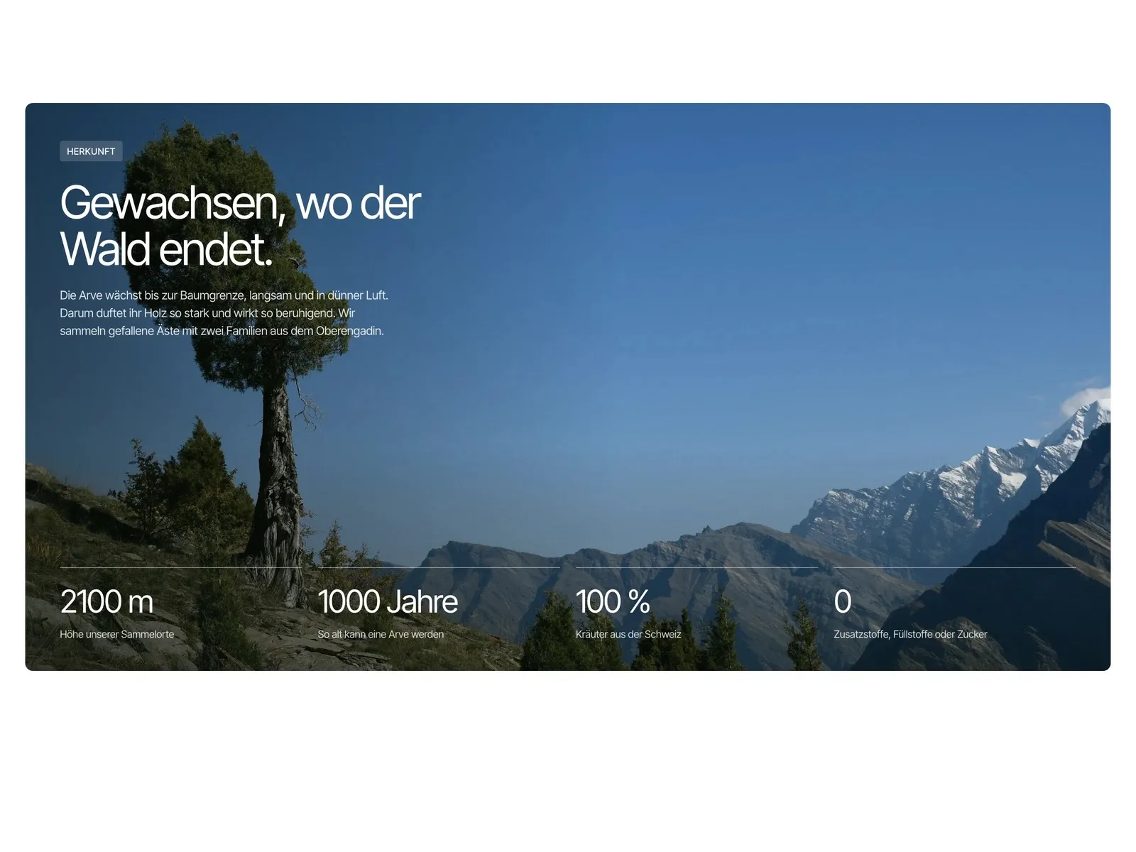 Abschnitt «Gewachsen, wo der Wald endet» mit Arve vor Bergpanorama